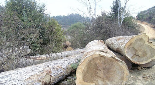 Tìm hiểu chi tiết về cây gỗ dổi
