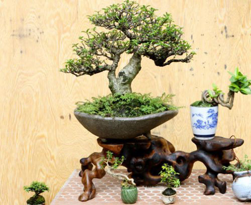 Màu sắc hoa, lá cây bonsai để bàn làm việc