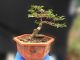 Chọn cây bonsai mini để bàn làm việc cần phải chú ý tới điều gì?