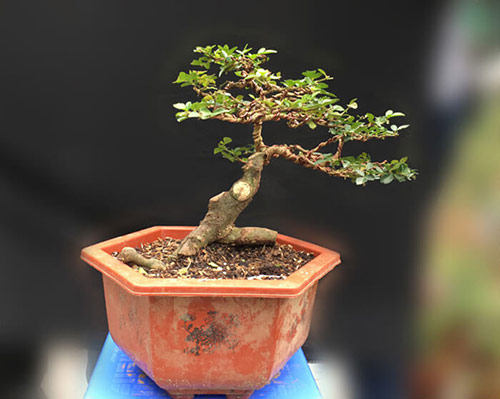 Loại cây bonsai mini để bàn