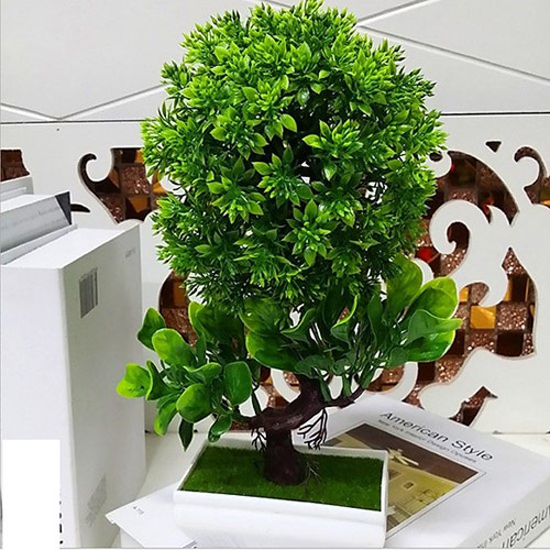 Những lưu ý khi chọn mua cây bonsai mini để bàn làm việc